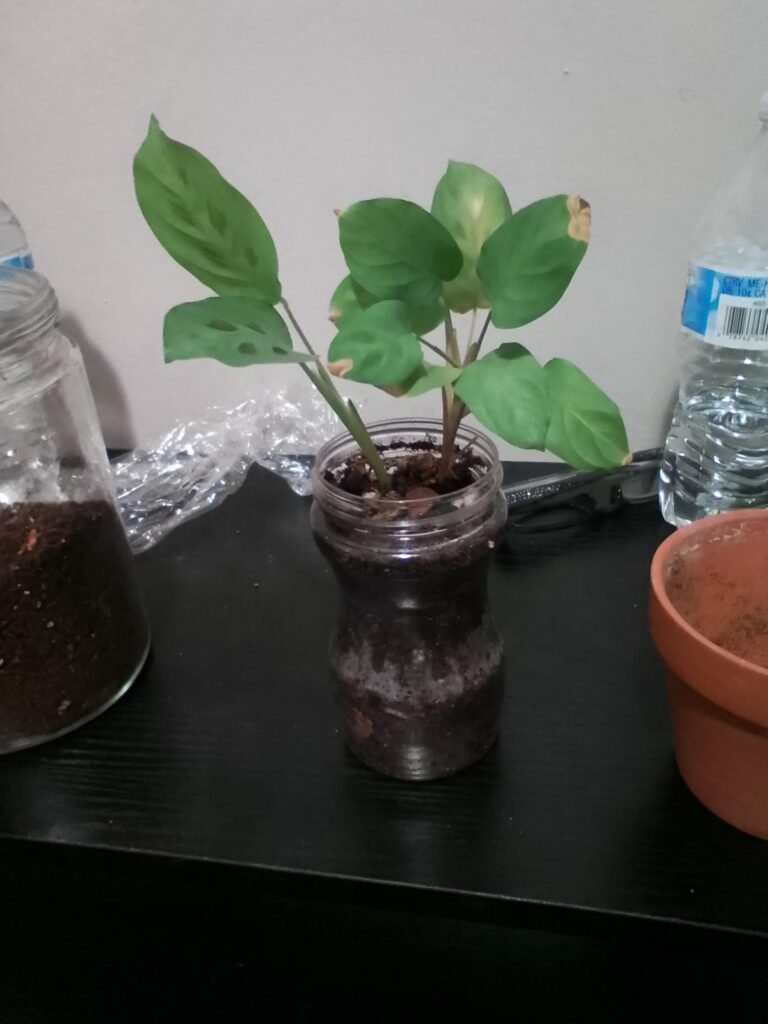 Was this a good repot????? Was this a good repot?????