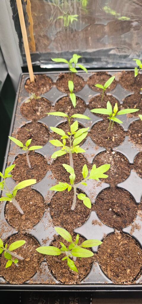 should i repot my Tomatos already?