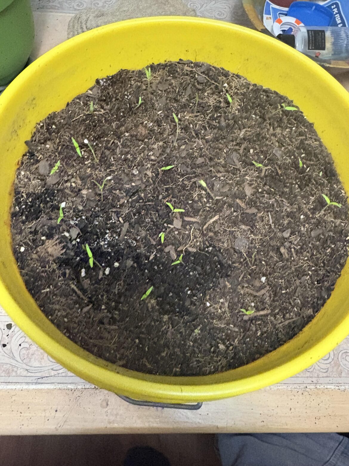 Is this okay for one month worth of growth I plan to transplant into ground next month I initially germinated them in a cell trey but they got leggy so I transplanted them here an I use the natural sun outside to give them stretch and reduce shock when I do plant Is this okay for one month worth of growth I plan to transplant into ground next month I initially germinated them in a cell trey but they got leggy so I transplanted them here an I use the natural sun outside to give them stretch and reduce shock when I do plant