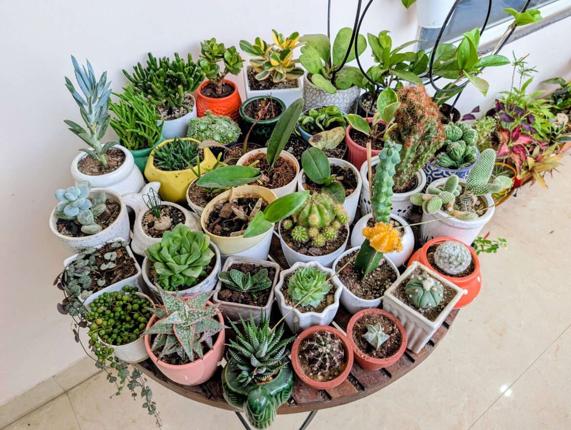 My succulent collection