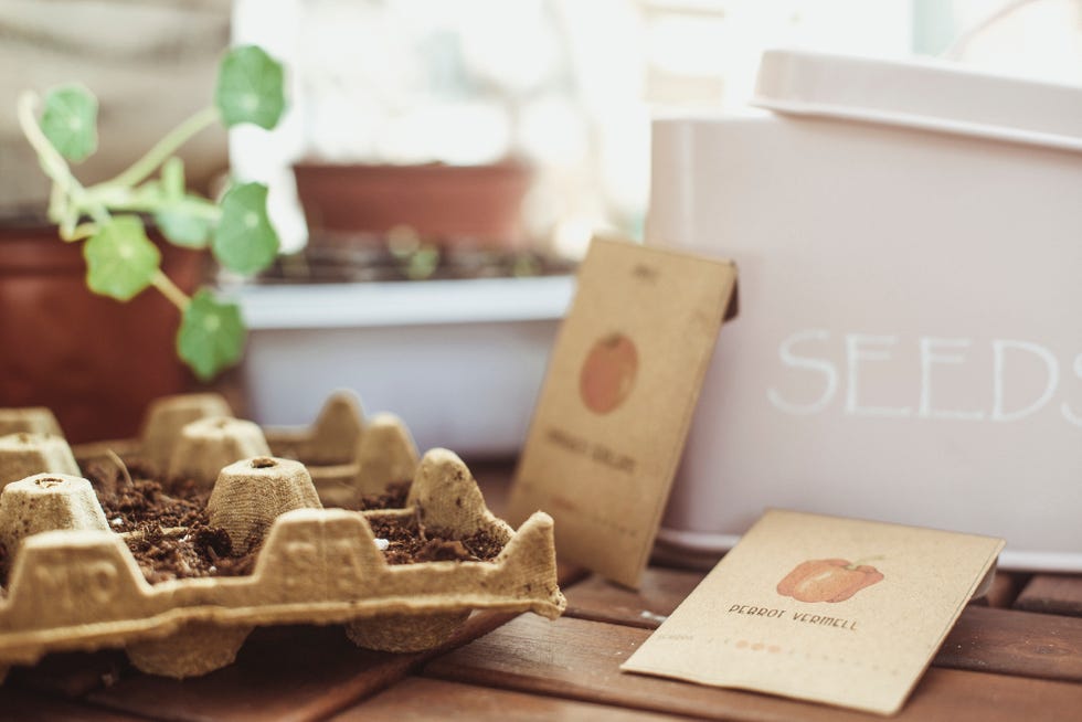 tomato and pepper seedlings growing in cardboard egg cartons on a table