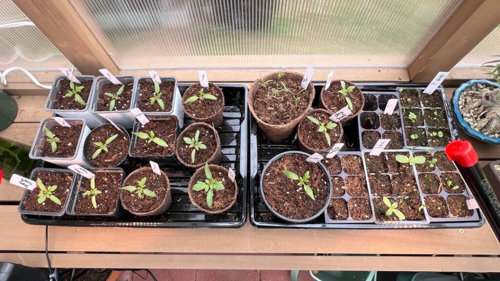 Another post about tomato starts! 🍅My first year, no idea what I’m doing but I hope a few grow in my raised bed for my family of tomato fiends.