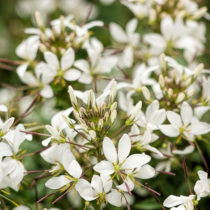 Senorita Blanca Imp Tagimage, full sun annuals