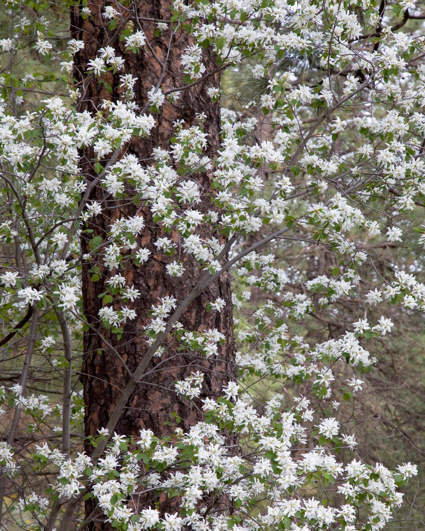 Serviceberry growing in front of Ponderosa pine (Pinus ponderosa), Okanogan National Forest, Washington State, USA