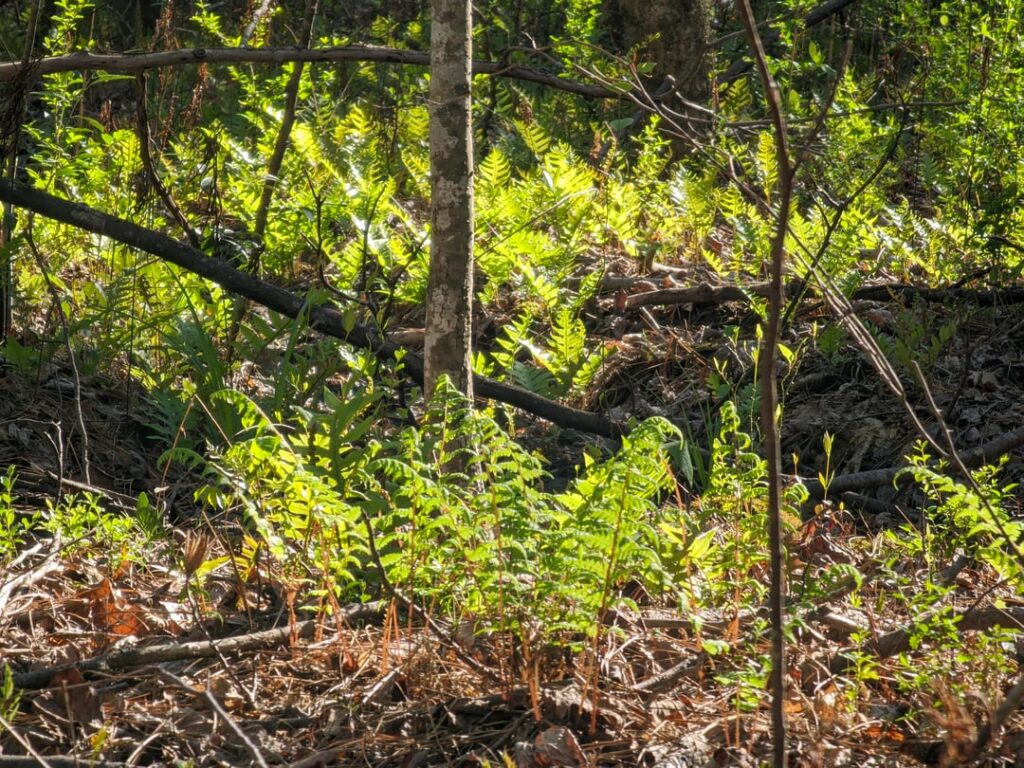 Guess im not running out of fern any time soon.