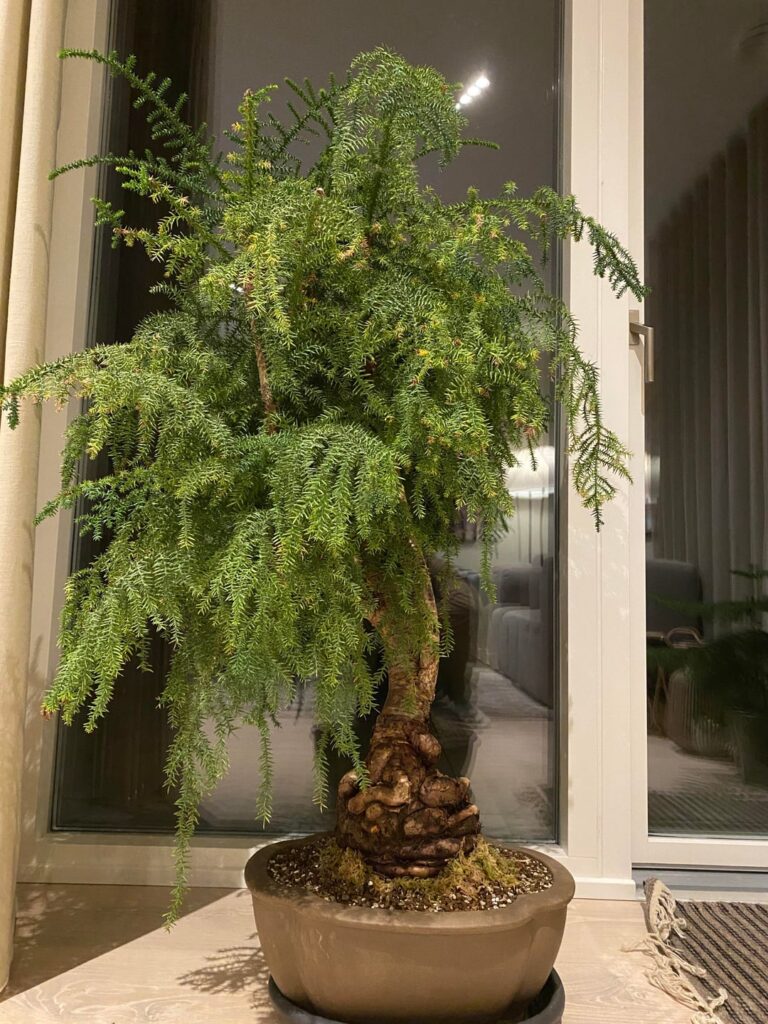 Aracucia Heterophylla Bonsai?