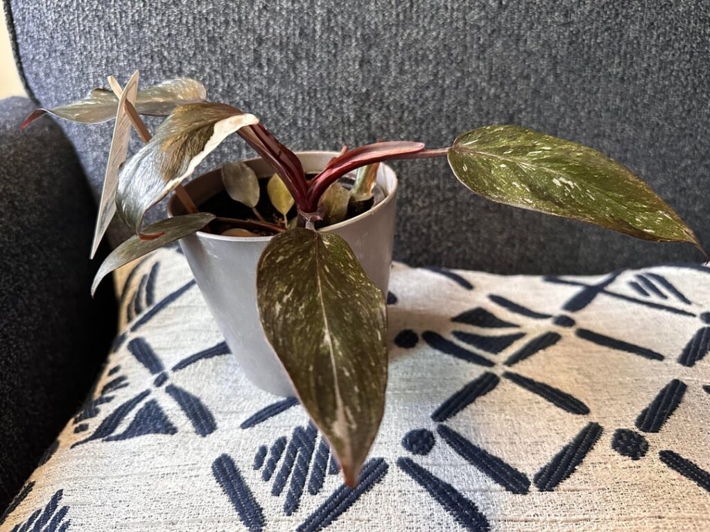 Just grabbed this gorgeous one that has potential.. Not sure what it truly is though, thoughts? Just grabbed this gorgeous one that has potential.. Not sure what it truly is though, thoughts?