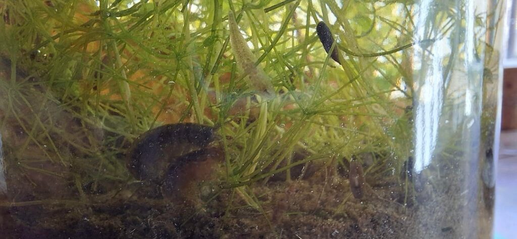 A little over a month in, am i going to have shrimplets ? A little over a month in, am i going to have shrimplets ?