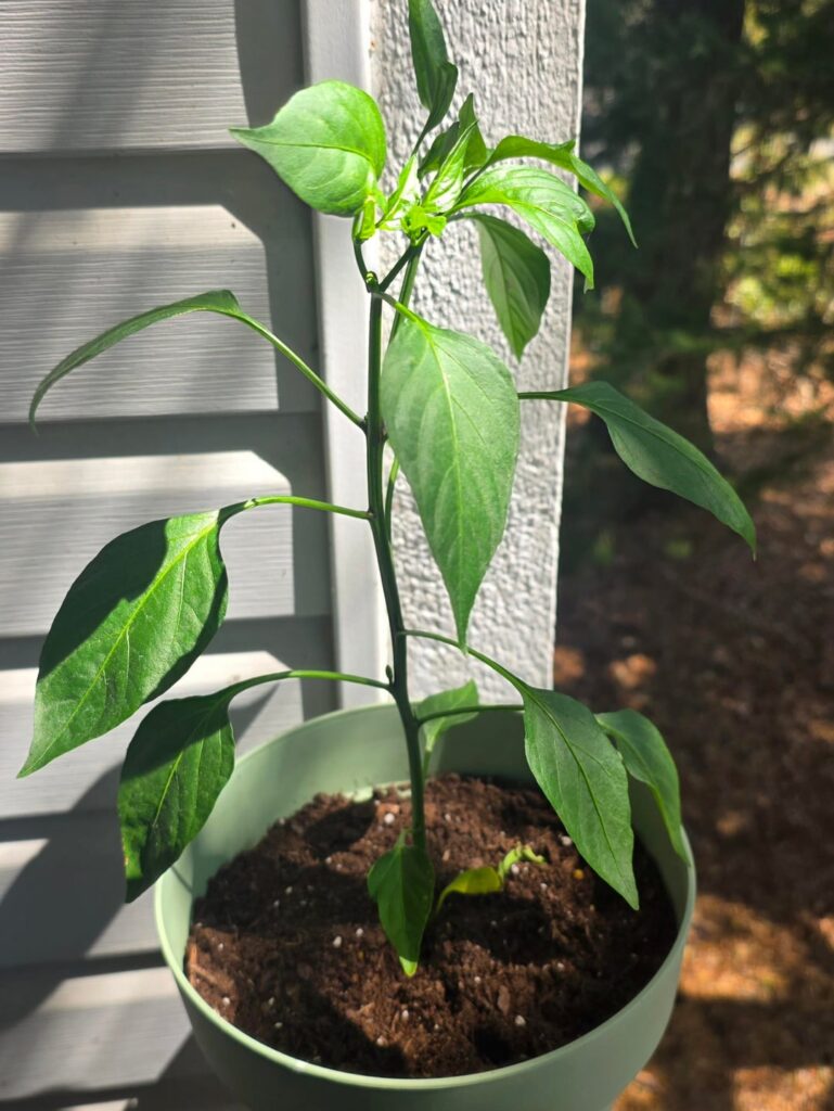Decided to start trying to grow peppers. Here’s my Jalapeno, my Tobasco, and my Habanero. Decided to start trying to grow peppers. Here's my Jalapeno, my Tobasco, and my Habanero.