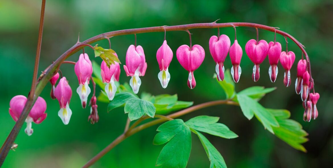 15 Shade-Loving Plants That Will Brighten Even the Darkest Corner of Your Garden 15 Shade-Loving Plants That Will Brighten Even the Darkest Corner of Your Garden