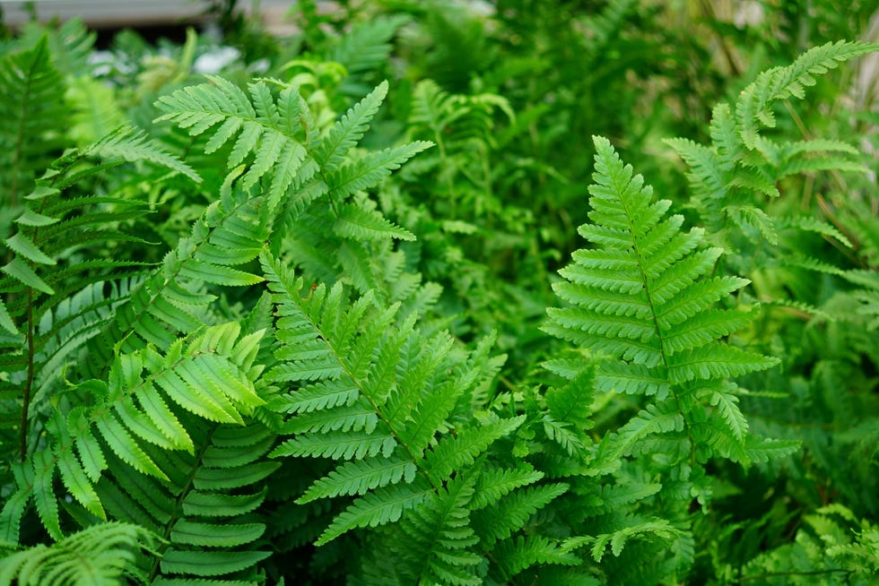Dryopteris fern natural closeup on beautiful fresh green dryopteris ferns foliage background