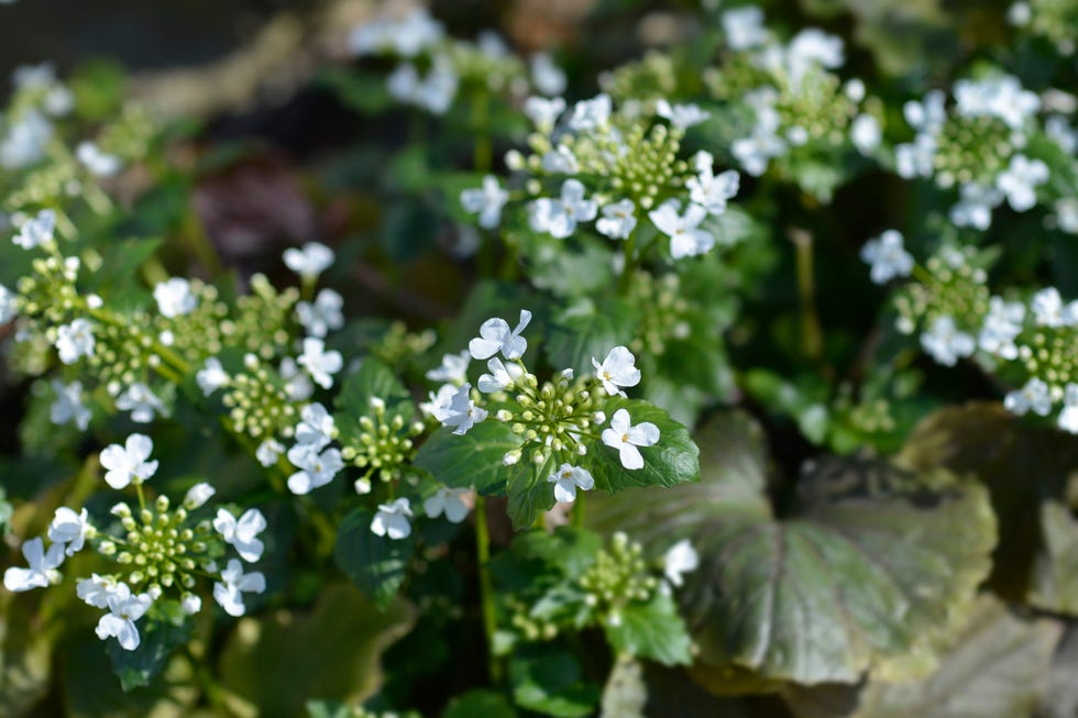 Pachyphragma macrophyllum caucasian pennycress white flowers latin name pachyphragma macrophyllum