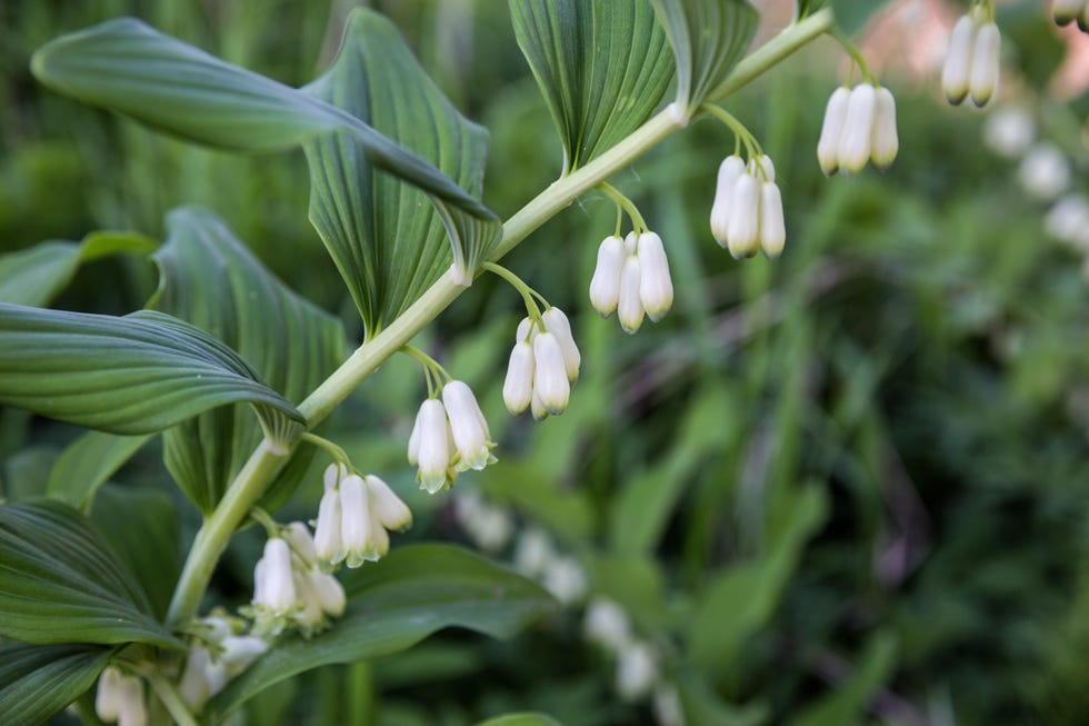 Solomon's Seal, Polygonatum flowers of the perennial plant polygonatum multiflorum also called solomon's seal, david's harp or ladder to heaven