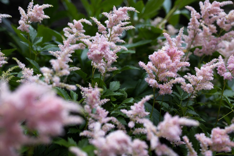 Astilbe astilbe blooms
