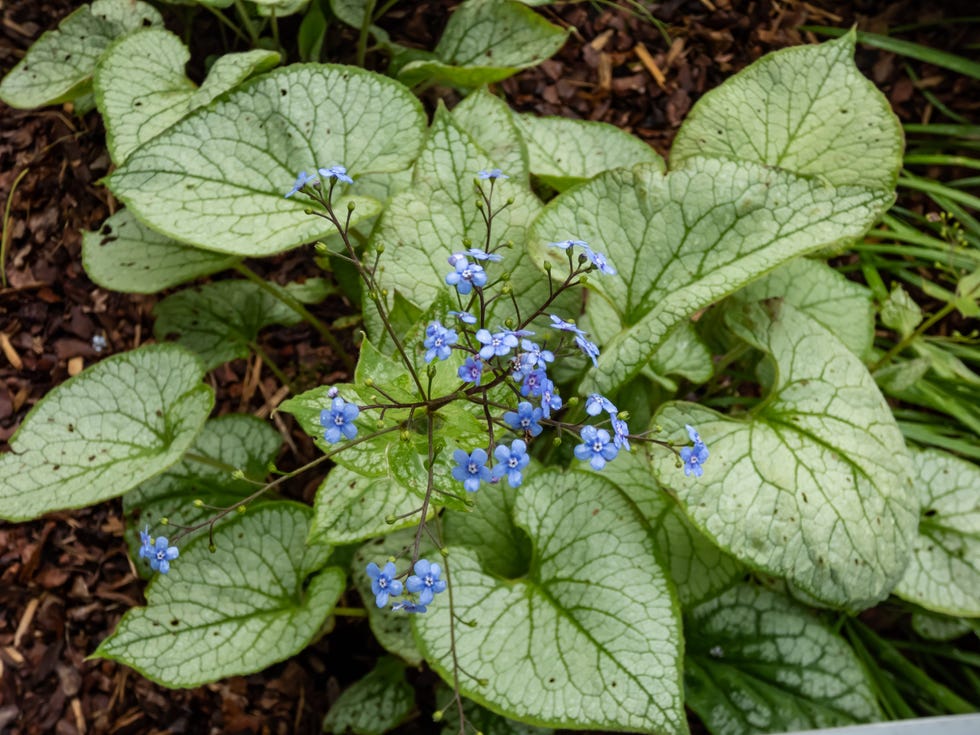 Brunnera macrophylla ‘Jack Frost’ siberian bugloss (brunnera macrophylla) 'jack frost' with large, heart shaped silver leaves edged and veined with green flowering with lots of small, bright blue flowers in spring