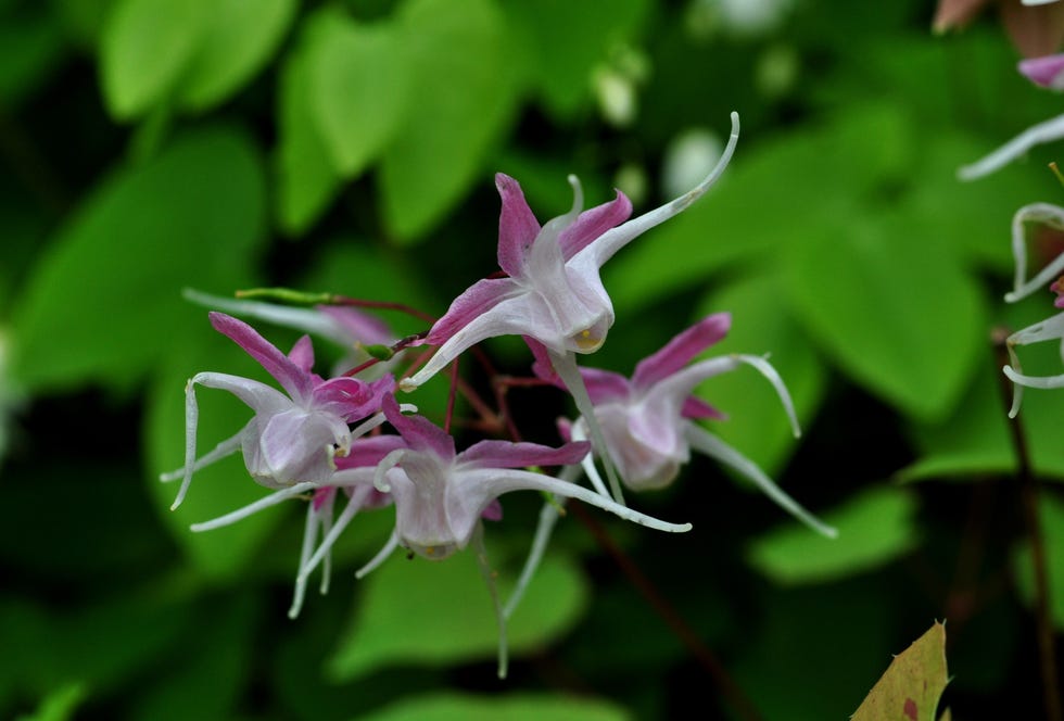 Epimediums epimedium