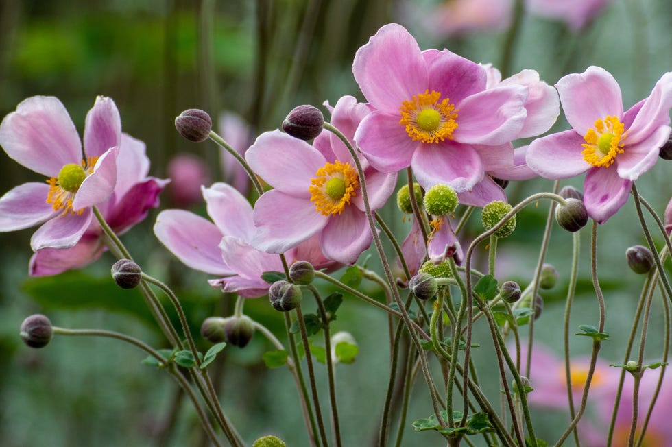 Japanese anemones pink japanese anemones