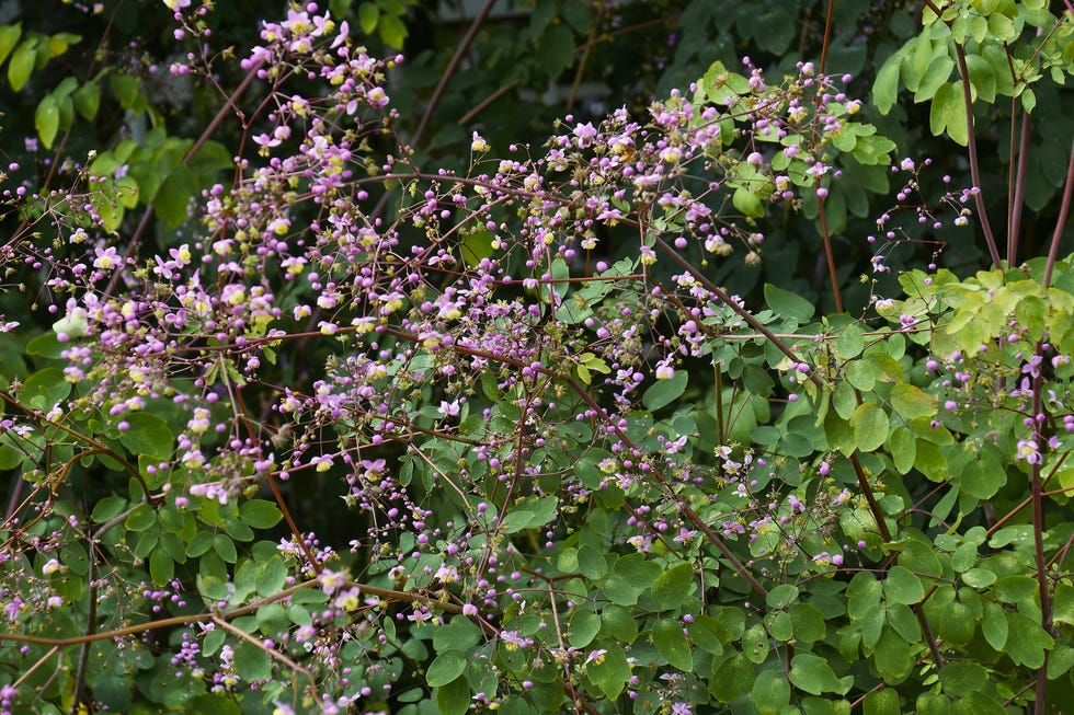 Thalictrum delavayi chinese meawow rue (thalictrum delavayi)