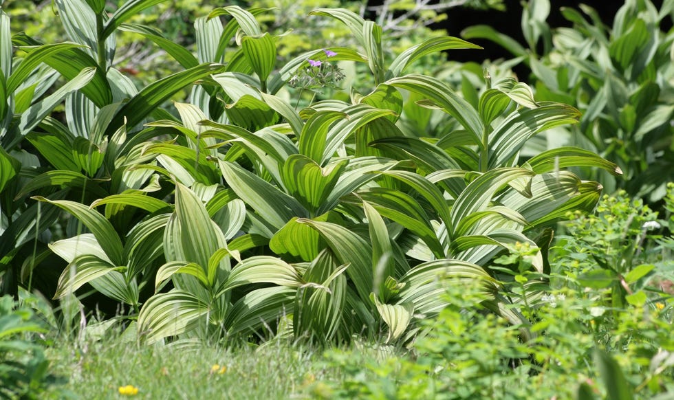 Veratrum album white false hellebore white hellebore or white veratrum, veratrum album