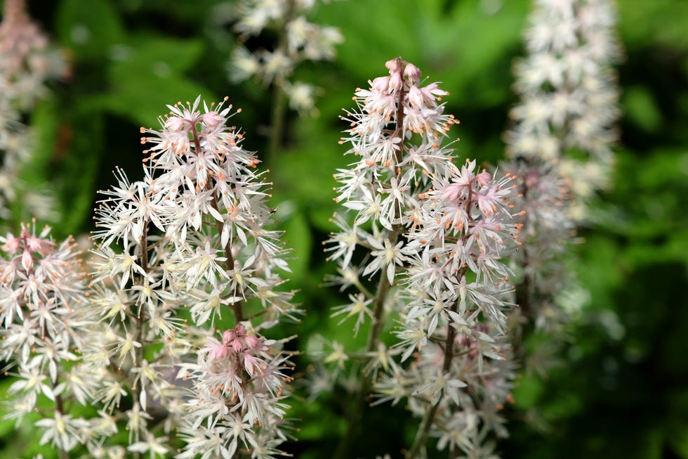 Tiarella plant white tiarella 'spring symphony' foam flower in bloom