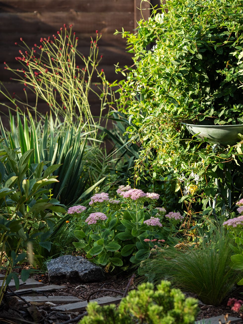 Shady garden corner sedum, yucca, sanguisorba, lonicera japonica, stipa