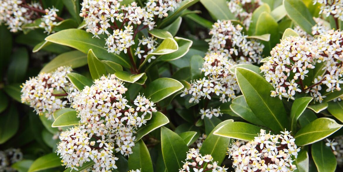 Hate Pruning? These 4 Shrubs And Perennials Are Brilliantly Low-Maintenance Hate Pruning? These 4 Shrubs And Perennials Are Brilliantly Low-Maintenance