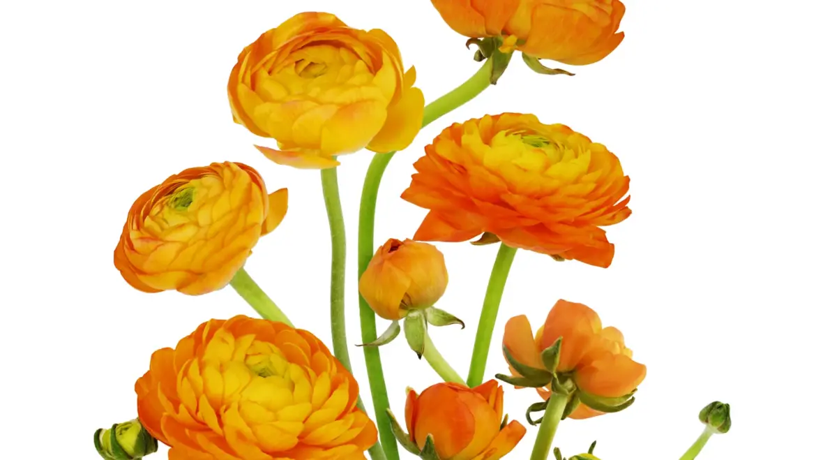 15 Colorful Bulbs to Plant for a Showstopping Garden