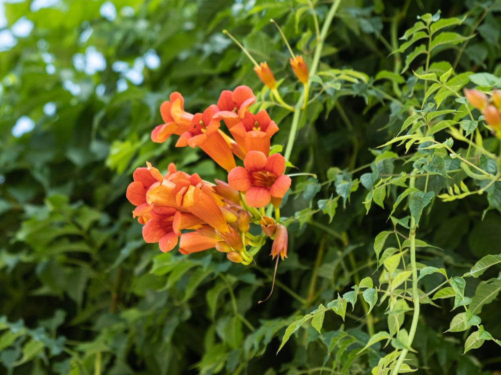 Close-up of trumpet vine (Campsis radicans) with details of flowers and foliage.