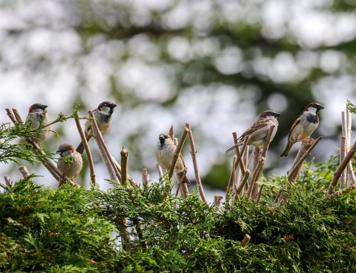 Biodiverse Hedgerows Are Transforming American Gardens – One Green Planet Biodiverse Hedgerows Are Transforming American Gardens – One Green Planet