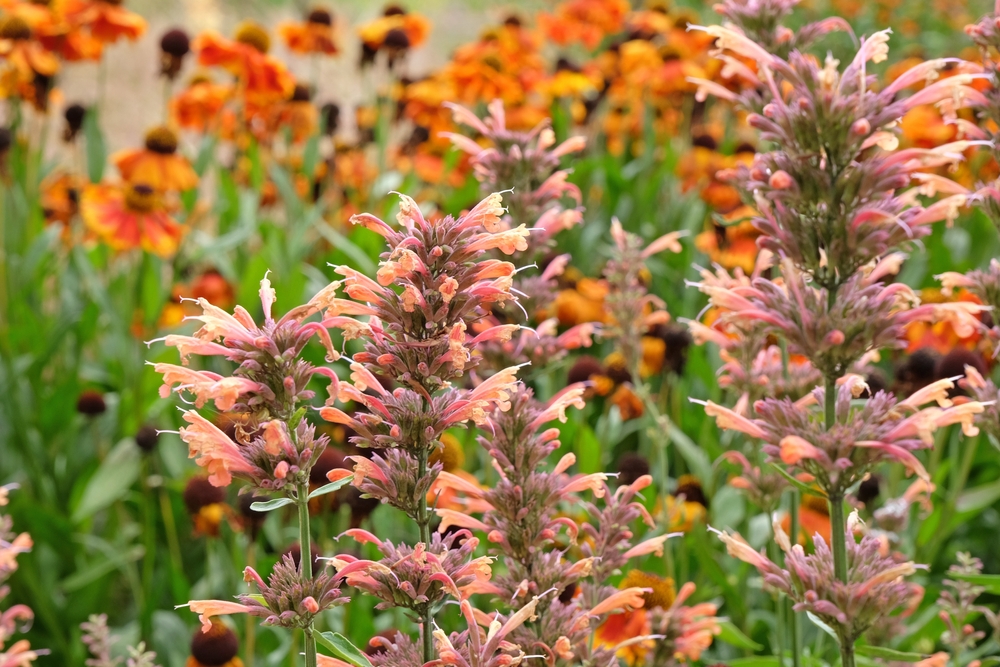 Peach coloured Agastache 'Summer Sunset' also known as Giant Hyssop or Hummingbird Mint, in flower. 