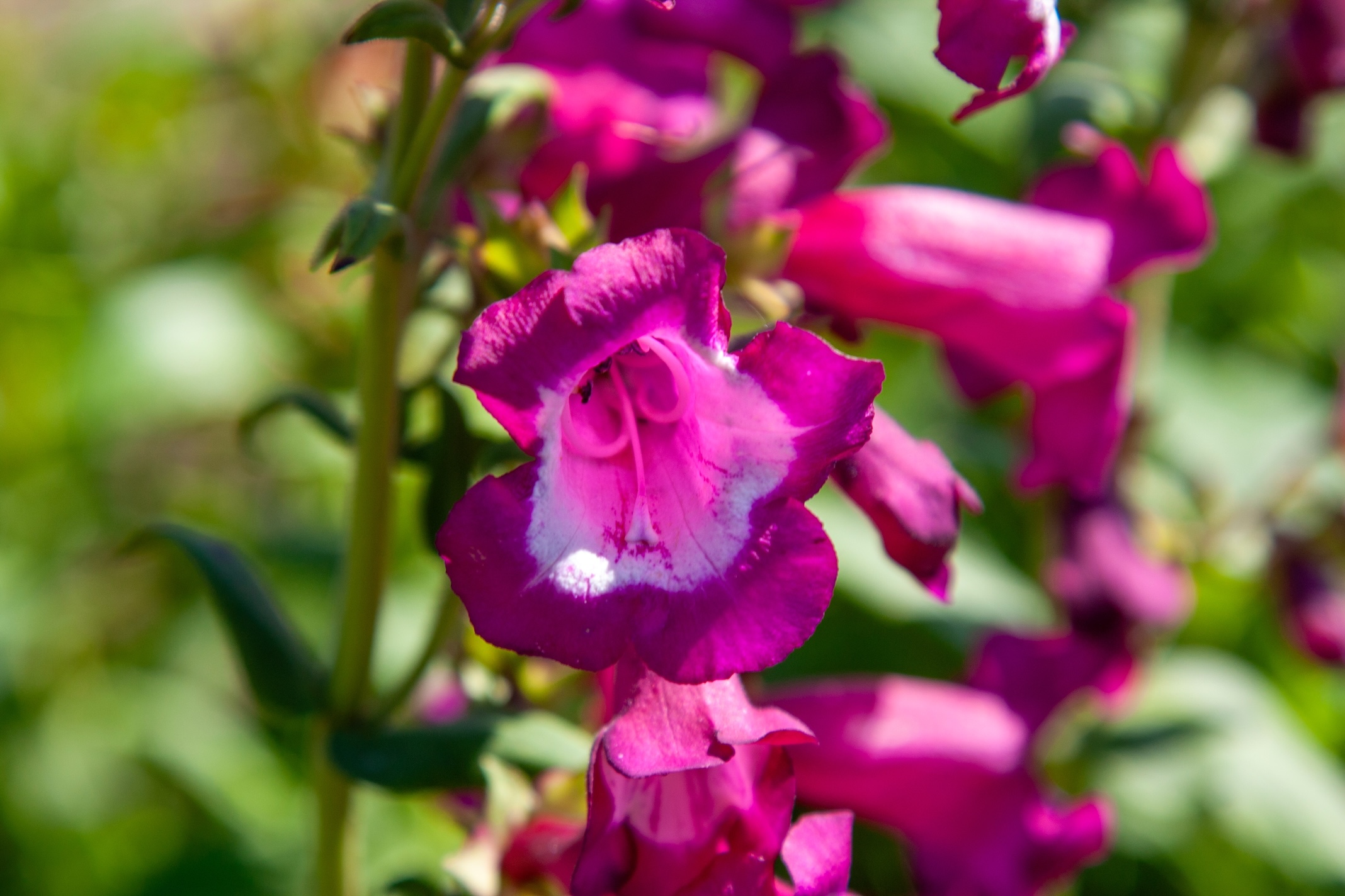 The blossoms of the wildflower amooth beard tongue. Penstemon digitalis. Beautiful tall flowers of bright color. Floral background