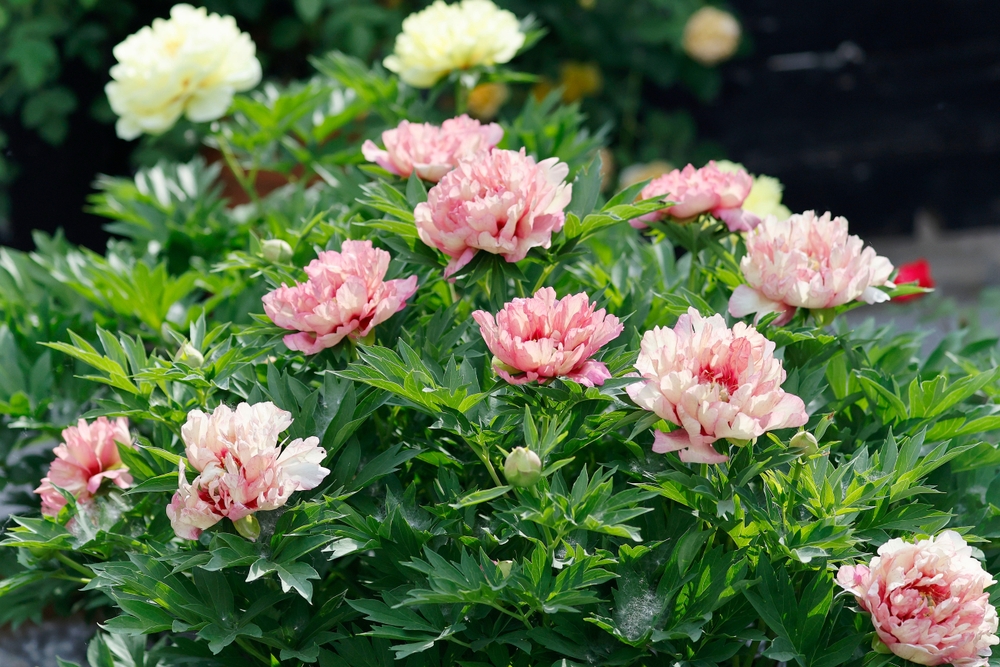 Itoh Hillary peony, white and pink