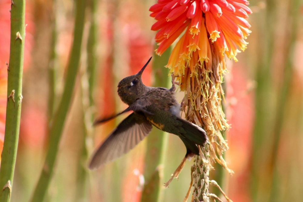 A hummingbird pollinating red hot poker
