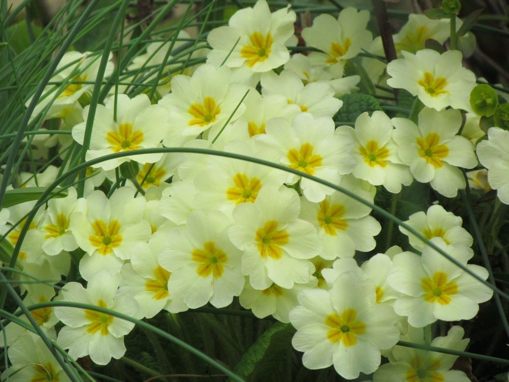 Primrose Blossoms In Full Bloom Showcasing Soft Yellow Petals With Golden Centers