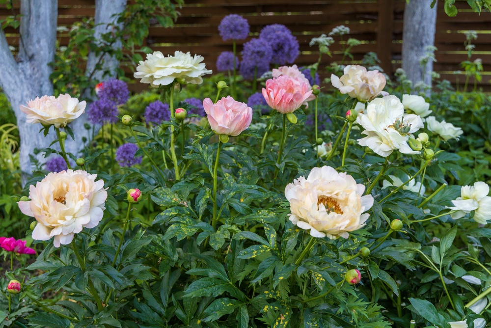 Herbaceous Peonies, pink and white