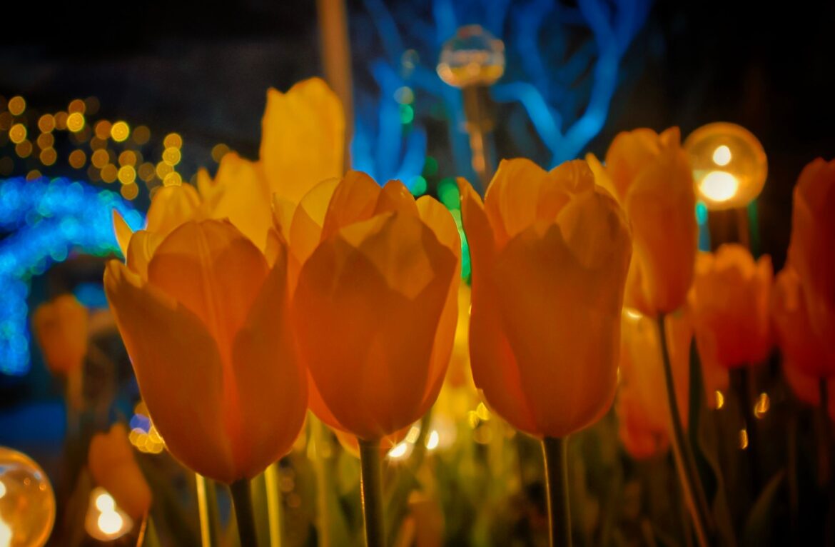 Harrison Tulip Festival adds an illuminated night garden experience