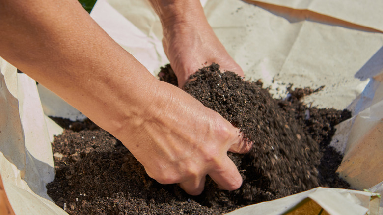 A gardener inspects garden soil by feeling it with her hands.
