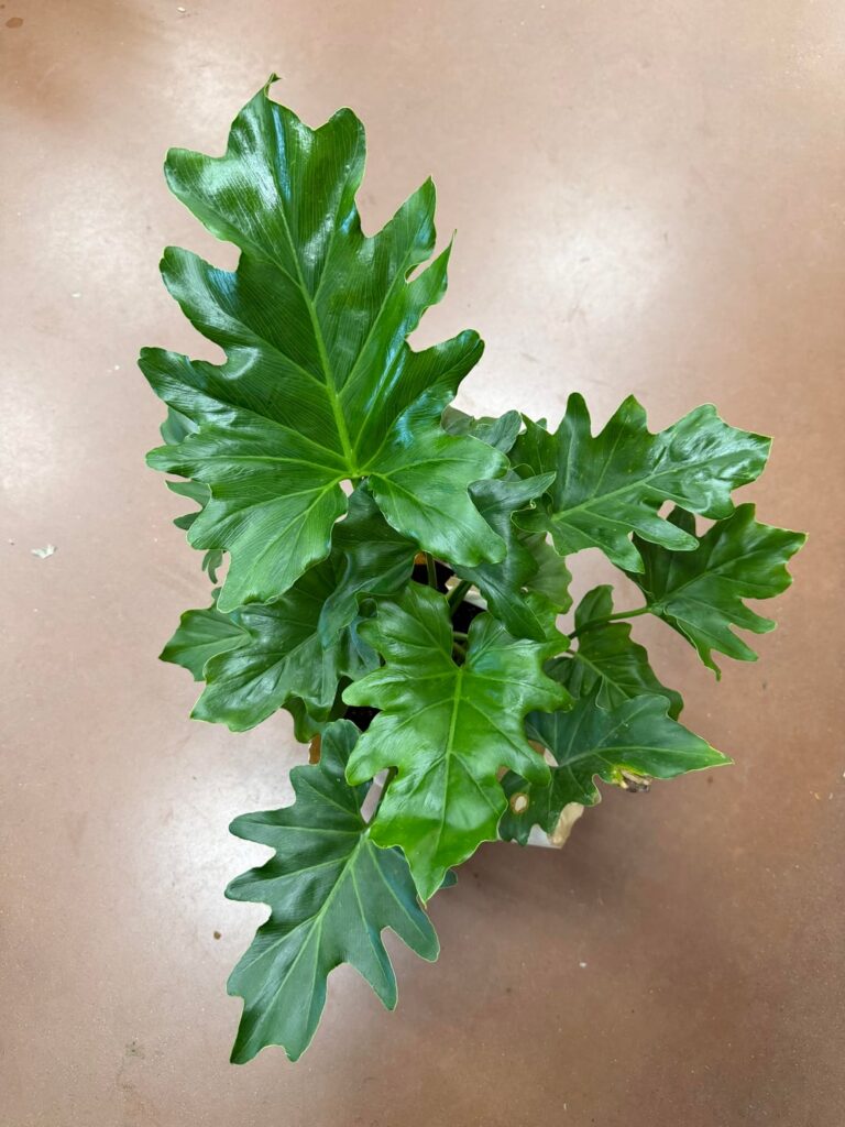 ID Please: Philodendron Hope or Selloum? ID Please: Philodendron Hope or Selloum?