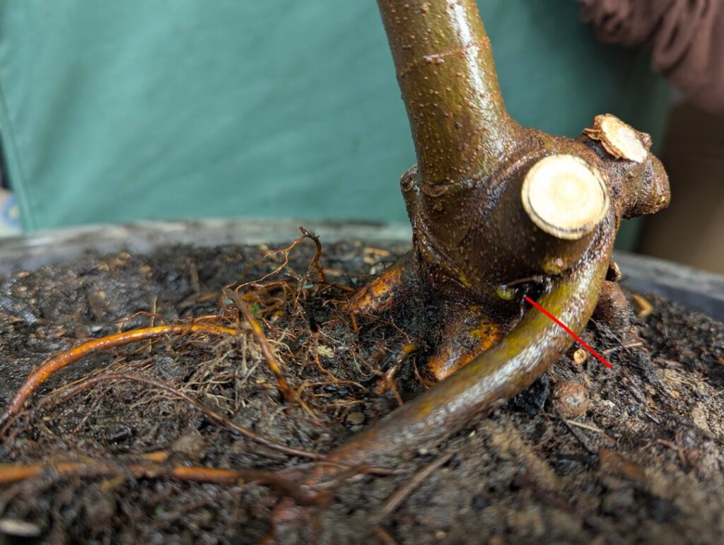 Should I cut this fig root? (possible Girdling root)
