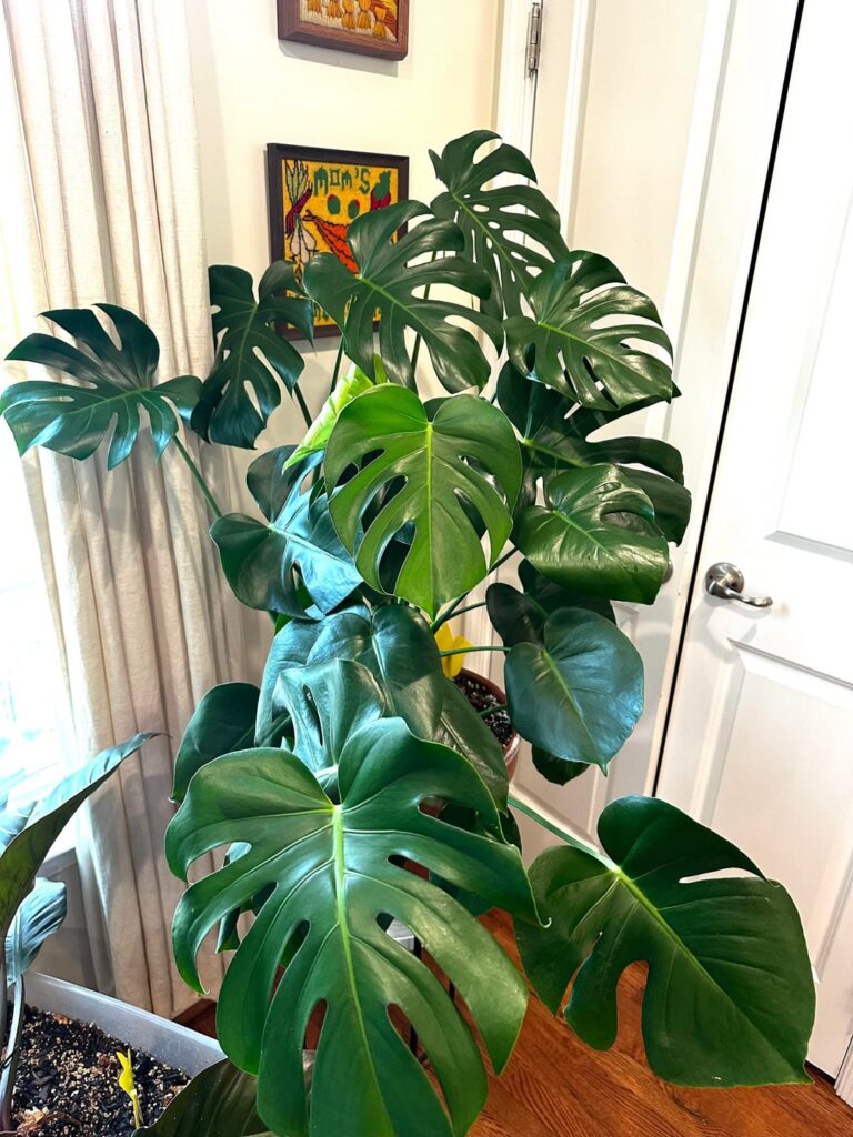 Should I separate these plants? Should I separate these plants?