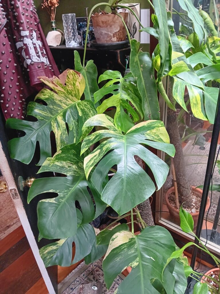 Happy with my lil' Monstera collection