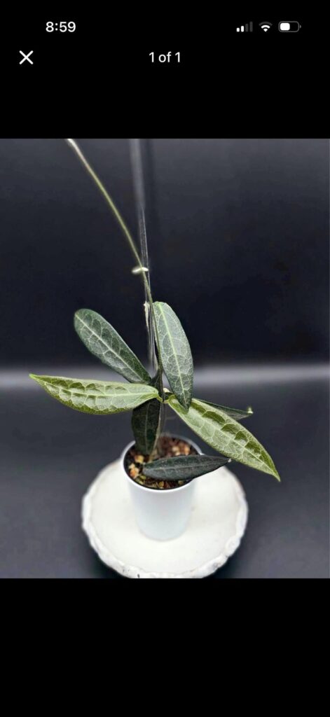 Hypolasia help