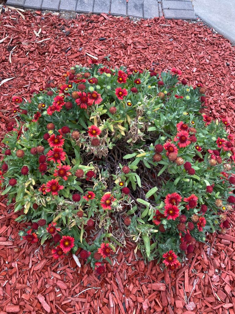What is happening to my gaillardia 😭