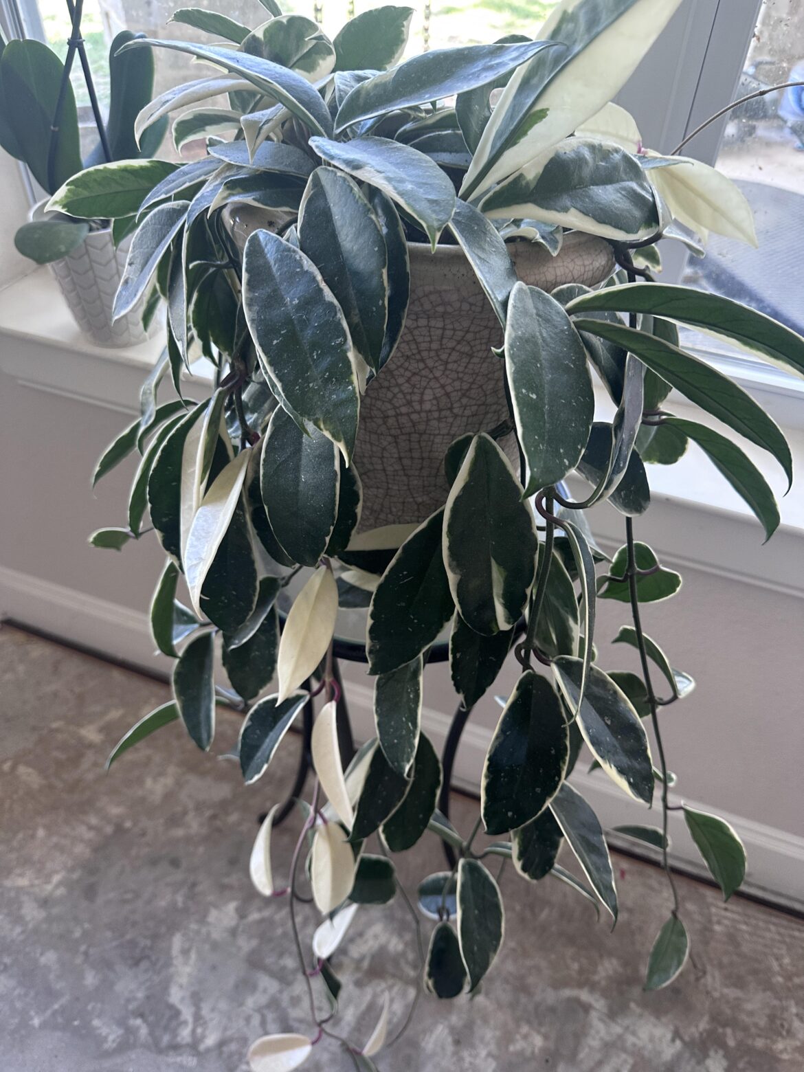 Have I been doing this wrong the last 8ish years? Does it need some kind of trellis?
