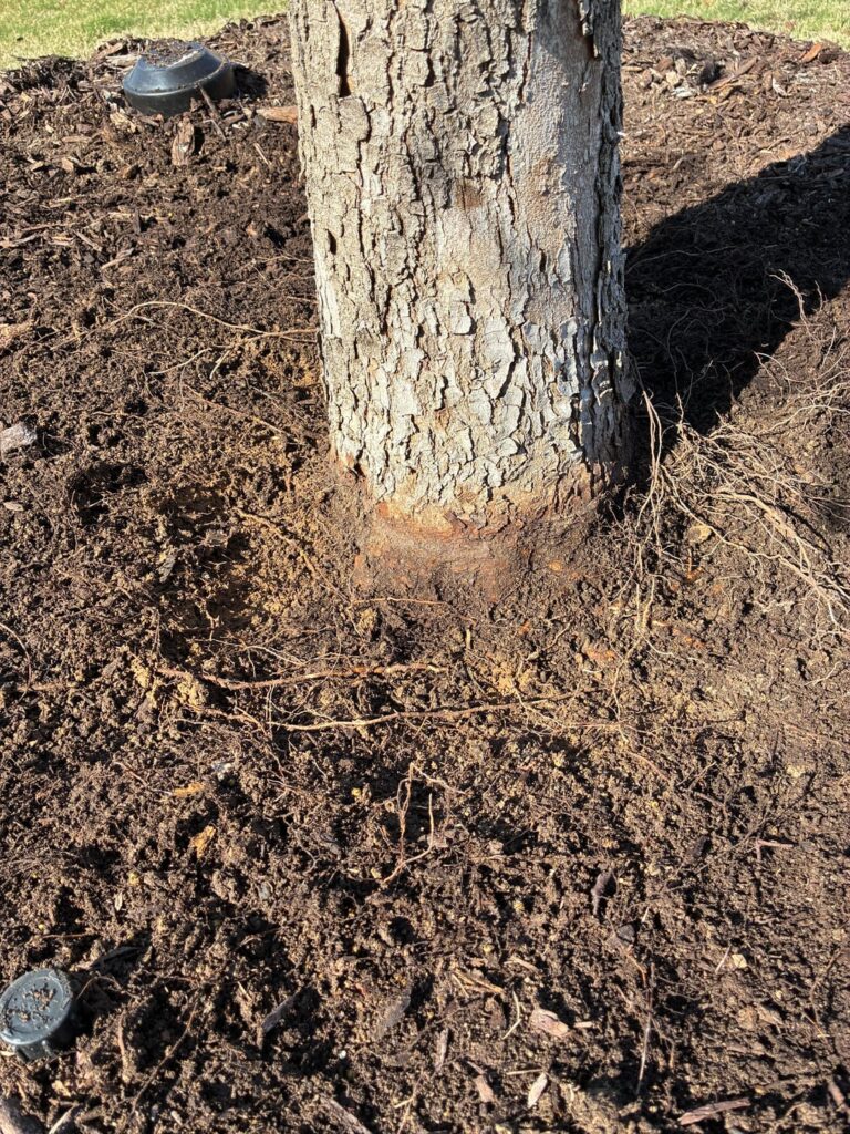 Am I helping or hurting my tree by exposing root flare? Am I helping or hurting my tree by exposing root flare?