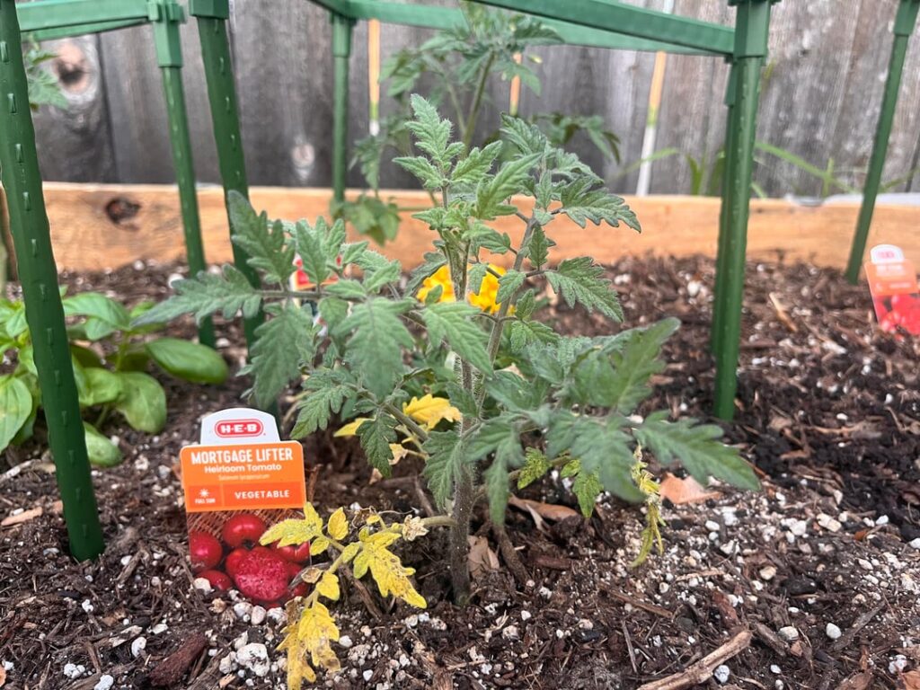 Beginner gardener, a few questions zone 8b north TX