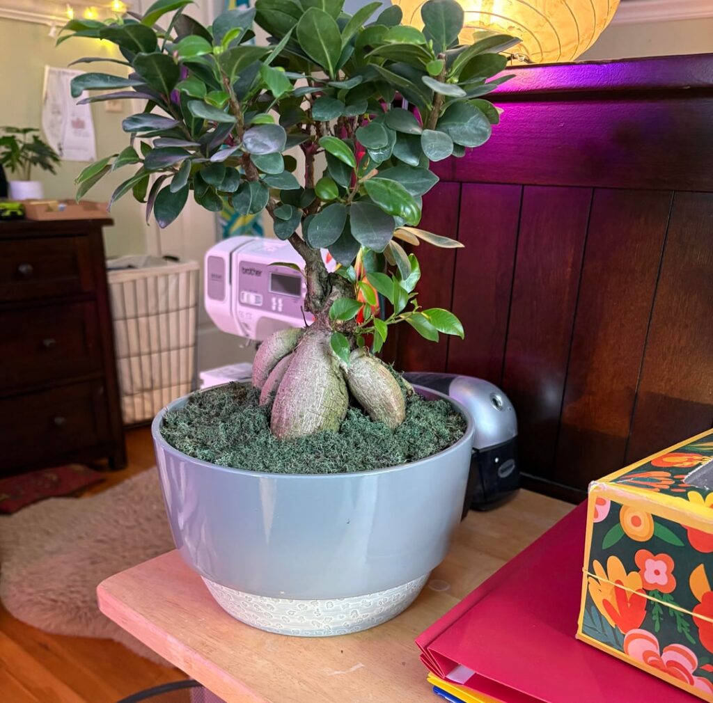 My Mom got me this tree from Costco how should J take care of it? My Mom got me this tree from Costco how should J take care of it?