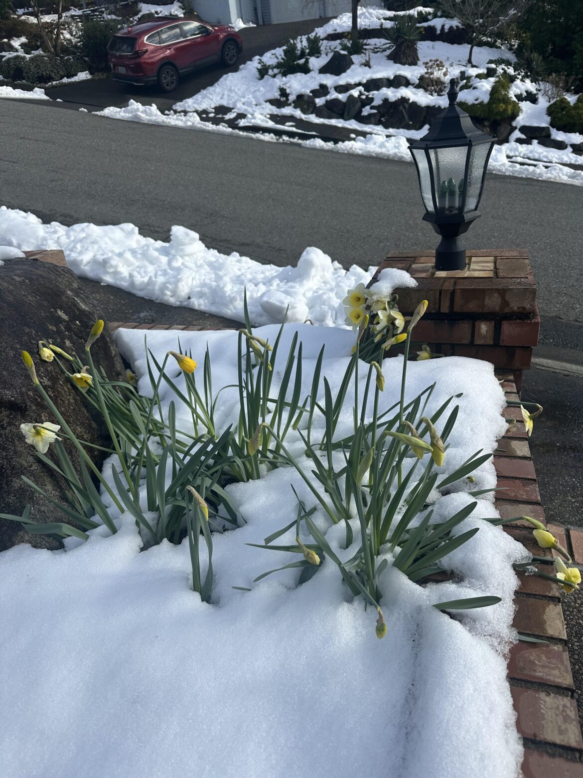 I’m not sure the daffodils are very happy with the surprise snow…
