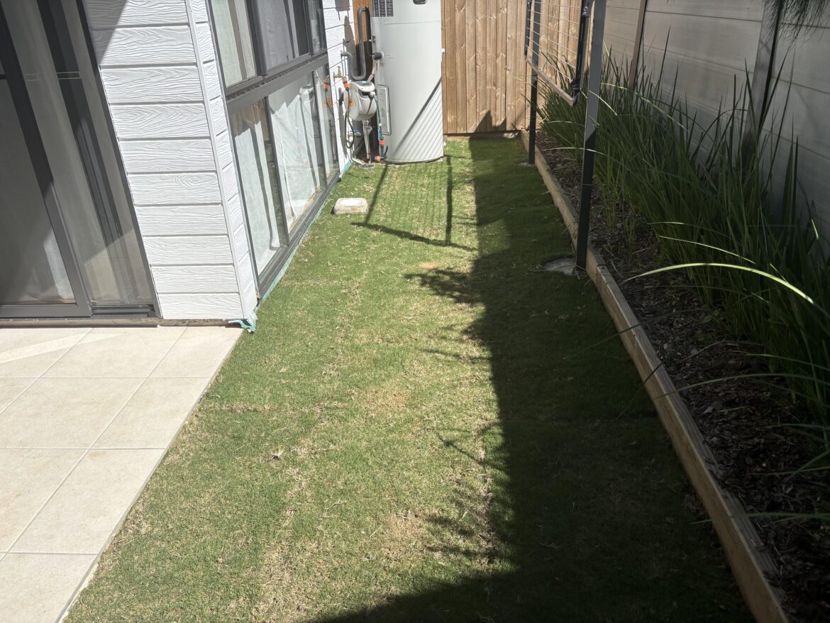 Tiftuf laid 1 week ago SE qld