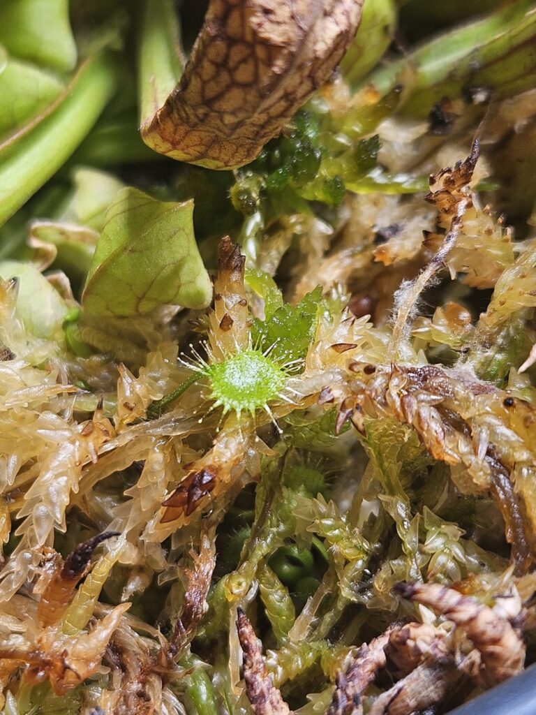 Little baby?(identification needed)